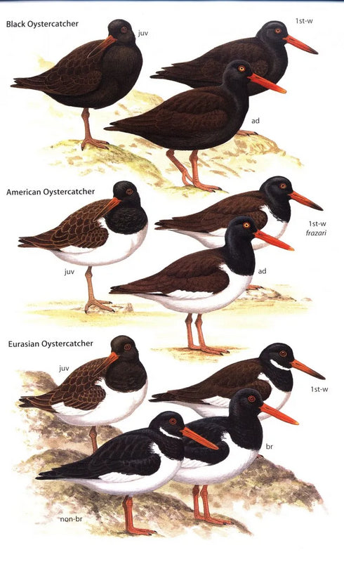 Waders of Europe, Asia and North America -  Don W. Taylor 2005